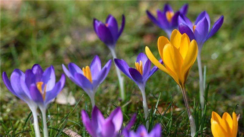 Gerade in den vergangenen Tagen gab es Sonne in Deutschland.
