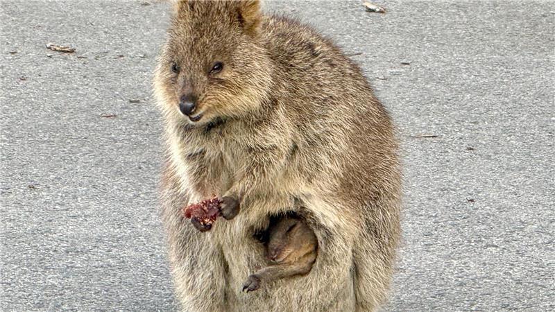 Gerade sind die Jungtiere geboren und lugen aus dem Beutel der Mutter hervor.
