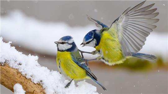 Gerade wenn es kalt ist, kann an den Futterstellen viel los sein. (Symbolbild)