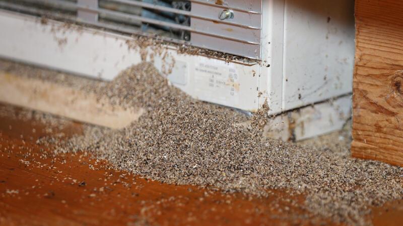 Hilfe, Ameisen im Haus: Was tun? Geraten Ameisen erst einmal in die Elektrik, Kabelkanäle oder die Heizungen, sind in der Regel Profis gefragt.