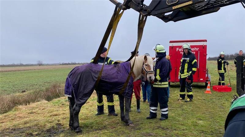 Tierischer Feuerwehreinsatz in Dollern mit Happy End Gerettet: Das Pferd steht wieder sicher mit allen vier Hufen auf dem Boden.