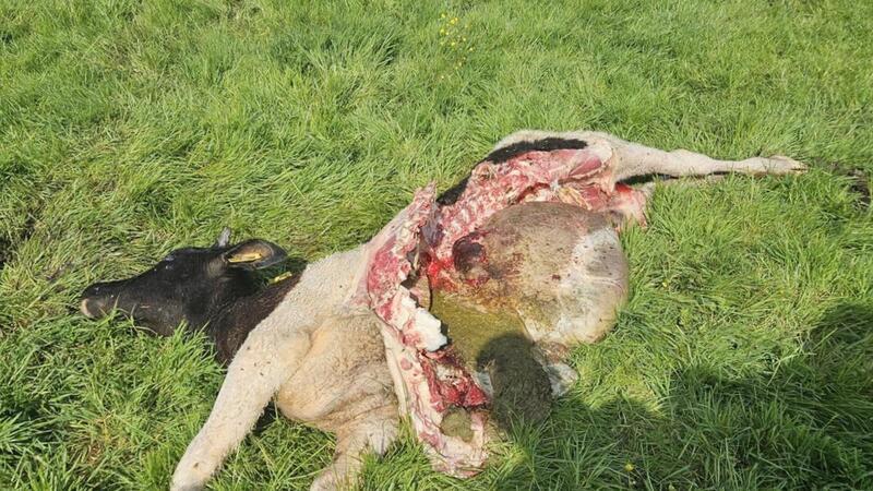 Gerissenes Jungrind von Landwirt Uwe Osterndorf auf einer Weide im Außendeichbereich von Berensch-Arensch in Cuxhaven.