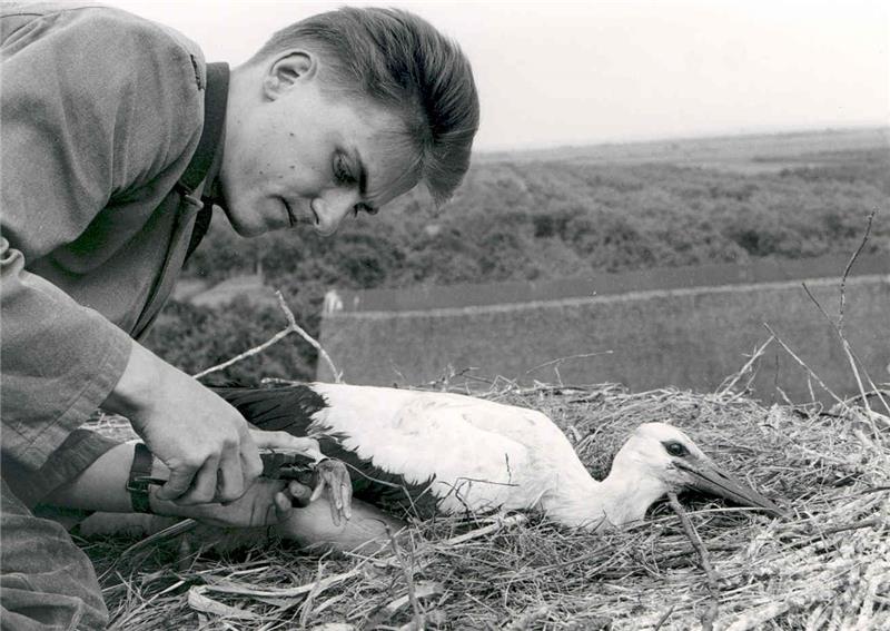 Gert Dahms beim Beringen eines Jungstorches 1962. Foto Gerd König