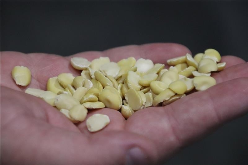 Gerüttelt, sortiert und geschält: Diese Ackerbohnen werden in Säcke gefüllt und unter dem Label Roland Beans verschifft. Fotos: Klempow