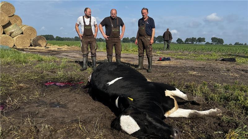 Familie geschockt: Drei Wölfe töten Rind auf einem Bauernhof in Hagenah Geschockt und betroffen: Robert, Jost und Henry Offermann (von links). Wölfe sind auf den Hof der Familie Offermann gekommen und haben eine Färse gerissen.