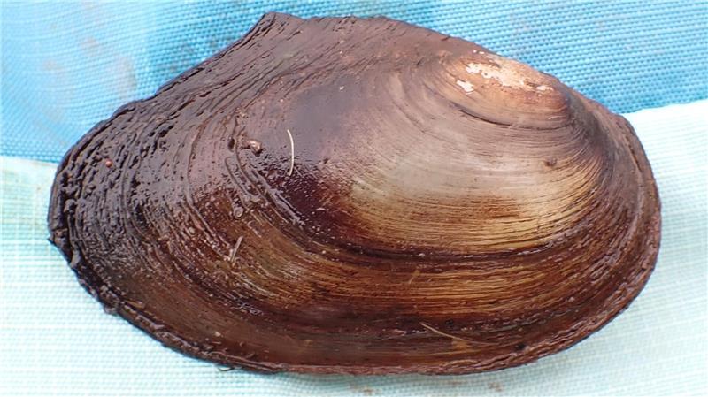 Aue leidet unter Verstopfung: Warum 6500 Kubikmeter Sand rausmüssen Geschützte Teichmuschel.