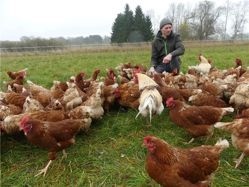 Gestern war der vorerst letzte Tag, an dem Hendrik Buhrfeindts Legehennen auf der grünen Wiese picken durften. Ab heute gilt wegen der Geflügelpest kreisweit die Stallpflicht . Foto: Knappe
