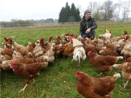 Gestern war der vorerst letzte Tag, an dem Hendrik Buhrfeindts Legehennen auf der grünen Wiese picken durften. Ab heute gilt wegen der Geflügelpest kreisweit die Stallpflicht . Foto: Knappe