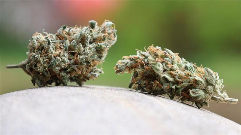 Getrocknete Cannabis-Blüten. (Archivbild)