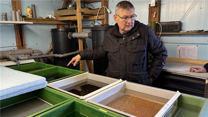 Gefährdete Fische: Stader Angler setzen über 140.000 Forellen aus Gewässerwart Jens Brauer überwacht die Entwicklung der kleinen Meerforellen in der Brutstation.