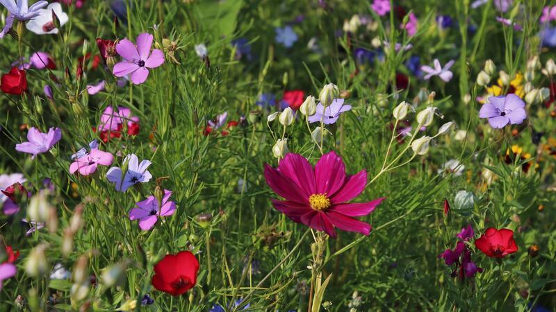 Gewinnen Vorgärten, die möglichst bunt und vielfältig sind? Das wird sich bald herausstellen.
