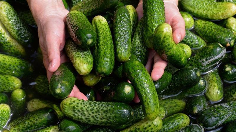 Gurken, Chemnitz, Abstinenz: Was 2025 angesagt sein könnte Gewürzgurken-Margaritas, Gewürzgurken-Pommes und sogar Gewürzgurken-Kuchen - wird das ein Foodtrend? (Symbolbild)