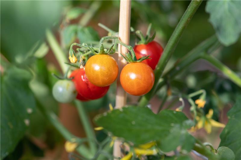Gewusst wie: Tomaten können auch im eigenen Garten wachsen. Damit die Ernte gelingt, müssen Hobbygärtner aber ein paar Dinge beachten. Foto: Andrea Warnecke/dpa