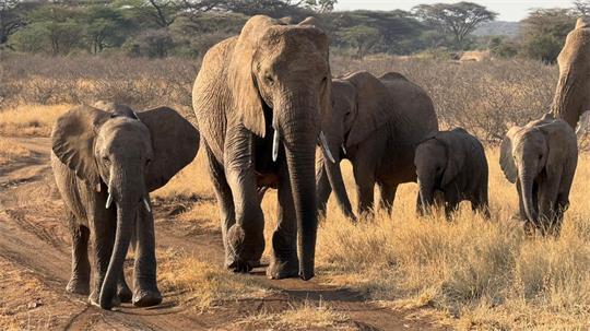 Gezielte Schutzmaßnahmen können einzelnen Elefantenbeständen im südlichen Afrika eine Erholung ermöglichen (Archivbild). 