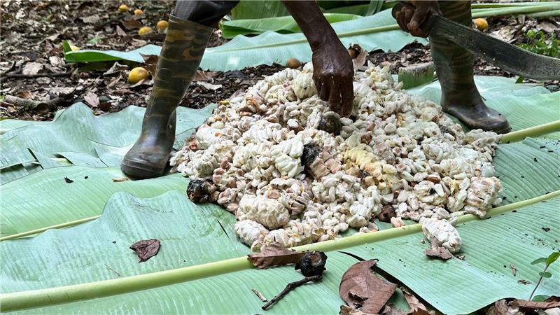 Kakao-Krise in Westafrika lässt Schoko-Hasen schrumpfen Ghanas Kakaobehörde kauft den Bauern die Bohnen für etwa 70 Prozent des erwarteten Preises für die Saison ab.