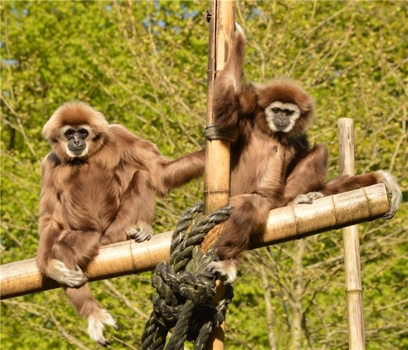 Gibbonpaar Pucky und Hexe aus dem Zoo Wingst. Foto: Zoo