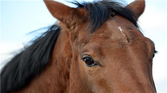 Gibt es eine Fehlentwicklung in der Pferdezucht und im Pferdesport? Das beklagt zumindest Tierärztin Dr. Katharina Ros. Foto: picture alliance / dpa