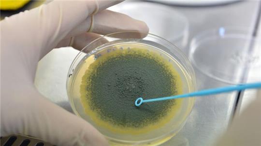 Giftbildende Schimmelpilzkulturen befinden sich in einer Petrischale.