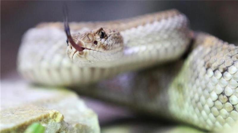 Tödliche Gefahr durch grüne Giftschlange an Nordsee Giftschlangen-Alarm: Gefahr für Menschen und Tiere an der Küste.