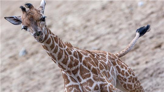 Giraffen-Bulle Mojo erkundete erstmals das Außengehege des Schweriner Zoos.