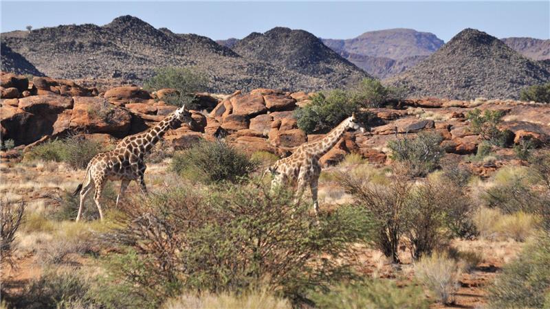Giraffen bleiben weiterhin geschützt. (Archivbild)