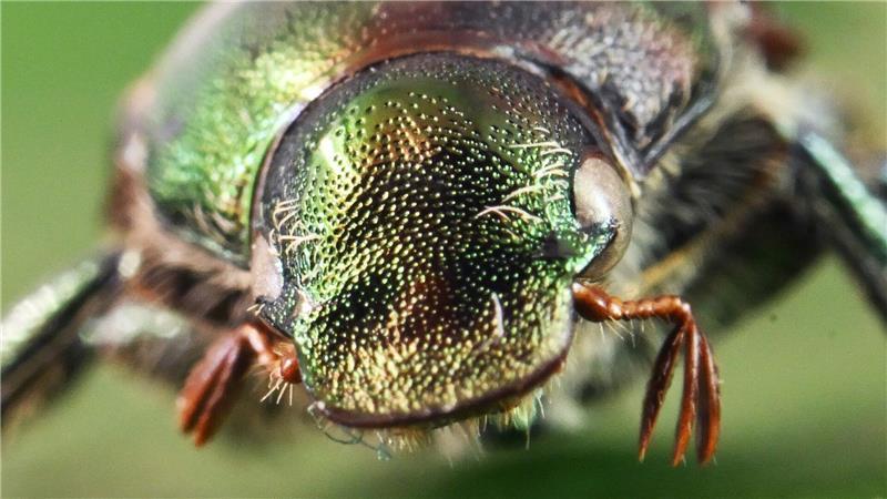 Bilder des Tages Glänzender Schädling: ein präparierter Japankäfer. Der aus Asien stammende Japankäfer kann in der Landwirtschaft besonders starke Schäden verursachen.