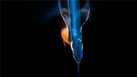 „Glanzlichter 2024“: Das Siegerfoto von Simon Schneider zeigt einen Eisvogel im Sturzflug.