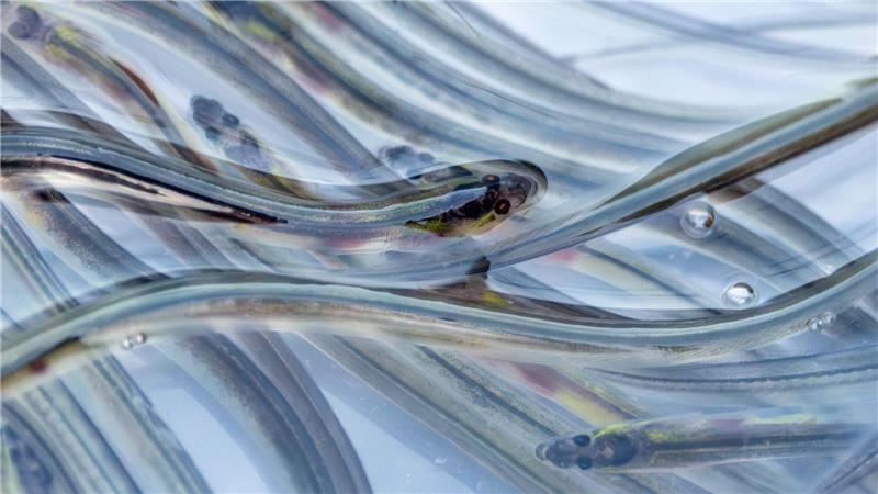 Glasaale: Früher wimmelte es im Horstsee von ihnen. Heute müssen sie importiert werden - wie diese, die aus französischen Flussmündungen am Atlantik stammen und zum Besatz eingekauft werden.