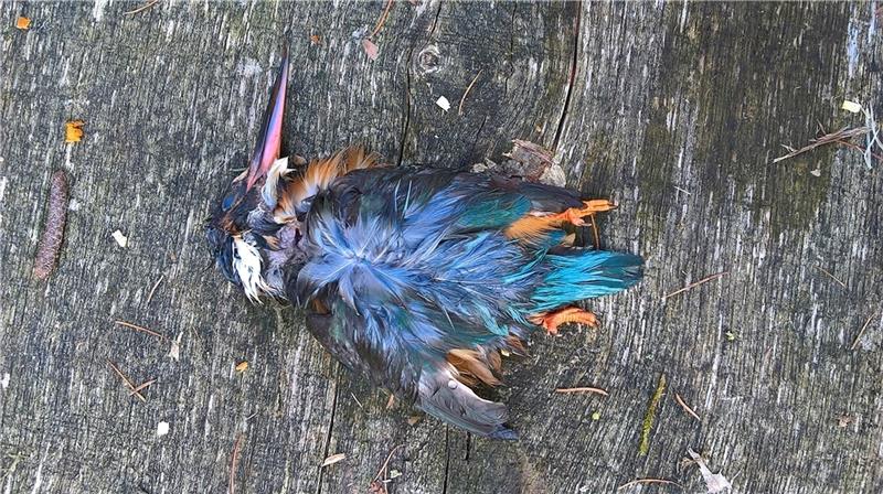 Glasscheiben werden vielen Vögeln zum Verhängnis. Foto: Schaffhäuser