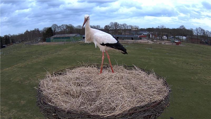 Ein Weißstorch steht im Storchennest in Fredenbeck.