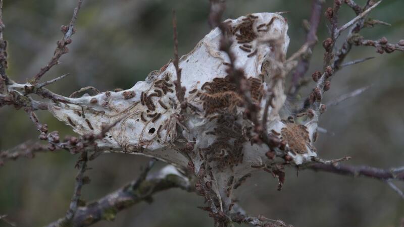 Goldafter-Raupen hängen in einem Netz in einem Sanddorn-Strauch auf Norderney.