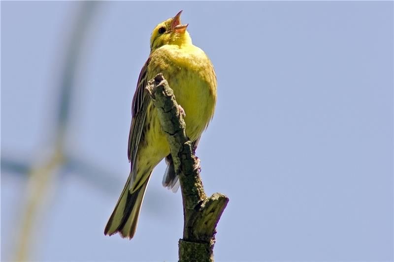 Die ausgeklügelten Sangeskünste der Vogelmännchen Goldammer.