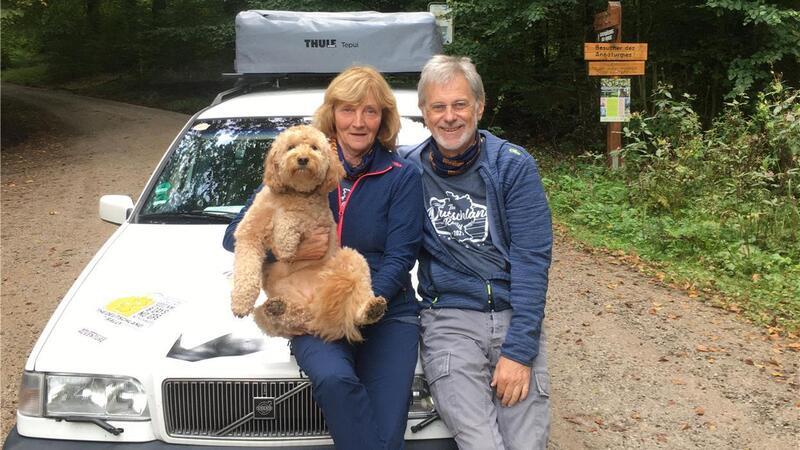 Golden-Doodle-Hündin Bruni liebt den Volvo 850, Baujahr 1996. Bei der Deutschland-Rallye hat sie ihn sogar mal gegen einen anderen Hubnd verteidigt.