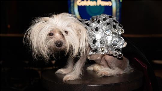 Golden Globes Mode für Hündchen Suki