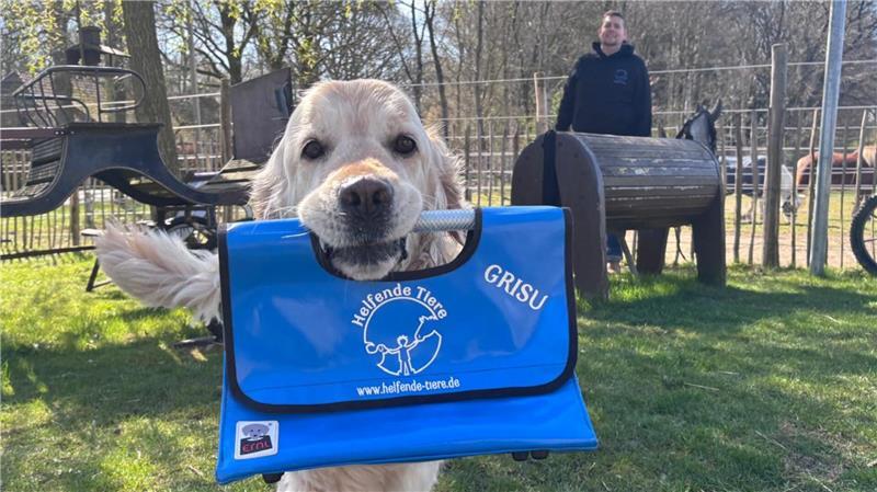 Golden Retriever Grisu ist eines der helfenden Tiere beim Verein Helfende Tiere in Ohrensen.