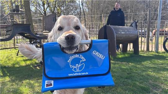 Golden Retriever Grisu ist eines der helfenden Tiere beim Verein Helfende Tiere in Ohrensen.