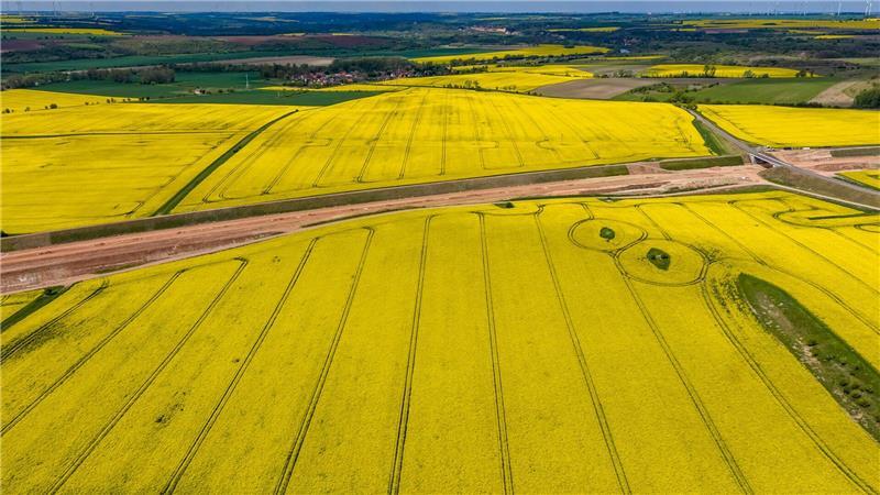 Goldgelb leuchten Rapsfelder im Saalekreis in Sachsen-Anhalt.