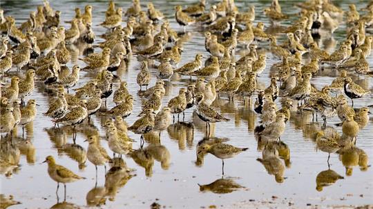 Dieser besondere Wasservogel rastet derzeit in Kehdingen Goldregenpfeifer rasten im Elbewatt.