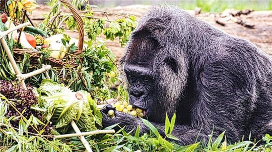 Gorilla Fatou feiert ihren 67. Geburtstag im Zoo Berlin.