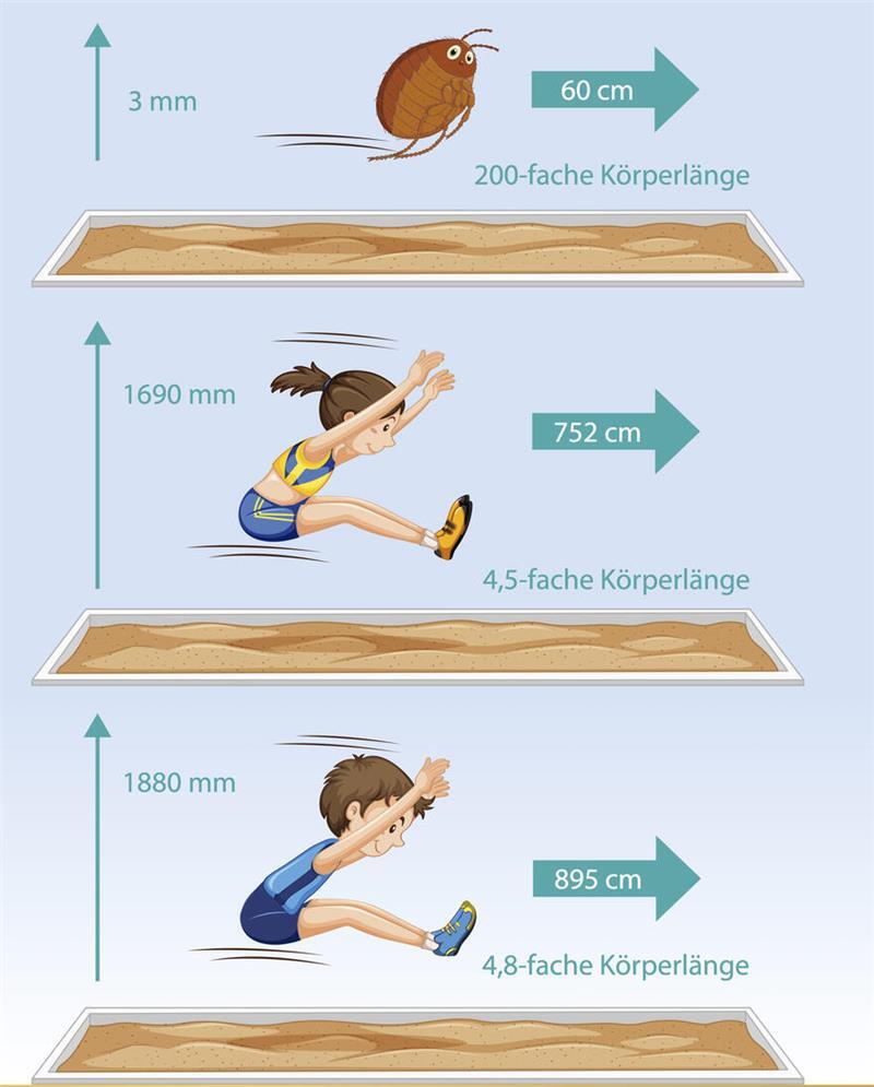 Grafik zum Staunen: Ein Floh ist zu unglaublichen Sprüngen in der Lage. Wäre er ein Mensch, er könnte glatt 300 Meter weit springen.