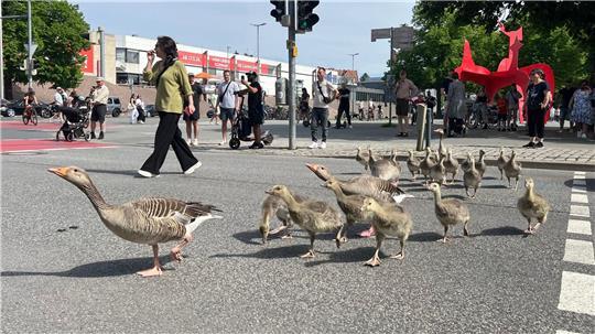 Graugänse gehen mit ihrem Nachwuchs ordnungsgemäß über eine Ampel vom Maschsee in den Maschpark in Hannovers Innenstadt.