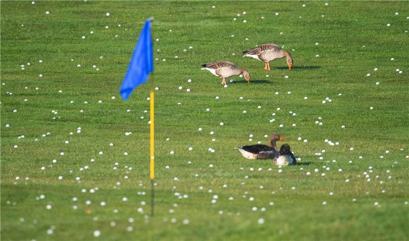 Golfplätze sollen attraktiver für Insekten und Vögel werden Graugänse zwischen vielen Golfbällen auf einem Golfplatz in Niedersachsen.