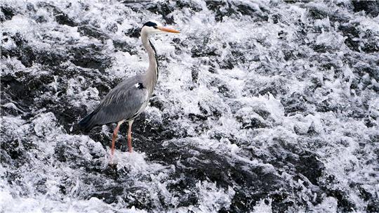 Graureiher in der Lahn bei Runkel