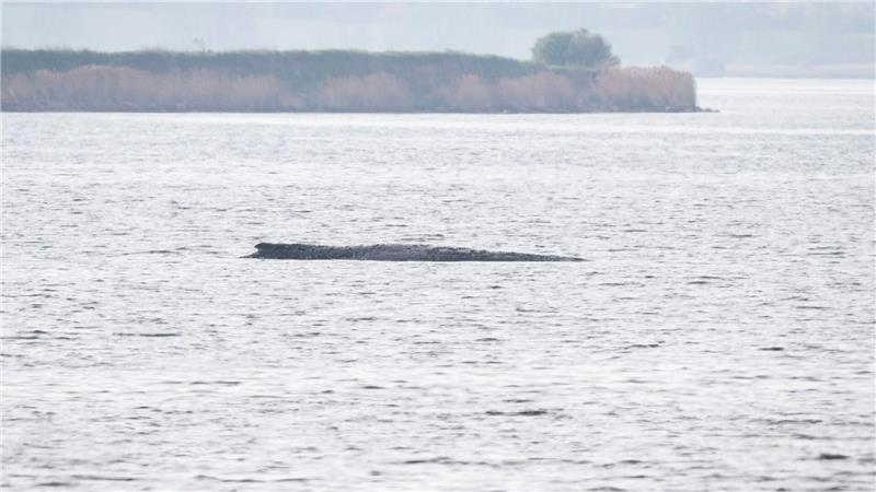 Greenpeace beteiligt sich nicht an der Rettungsaktion für den gestrandeten Wal.