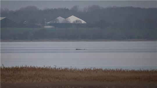 Greenpeace hofft, dass sich der Wal selbst befreien kann. 