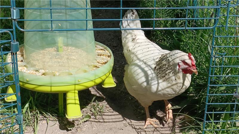 Grete auf dem Weg aus dem Hühnerstall, passenderweise hergestellt von einer englischen Firma namens Omlet.