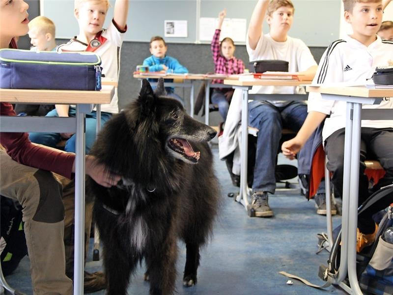 Groenendael-Rüde Joshi und die 6l des Athenaeums sind ein besonders gutes Team.Fotos Meybohm
