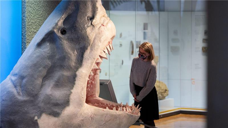 Das Großmaul Megalodon schnappte auch nach kleinen Fischen Groß, größer, Megalodon: Der Urzeit-Hai fasziniert Forscher wie Laien gleichermaßen. (Archivbild)