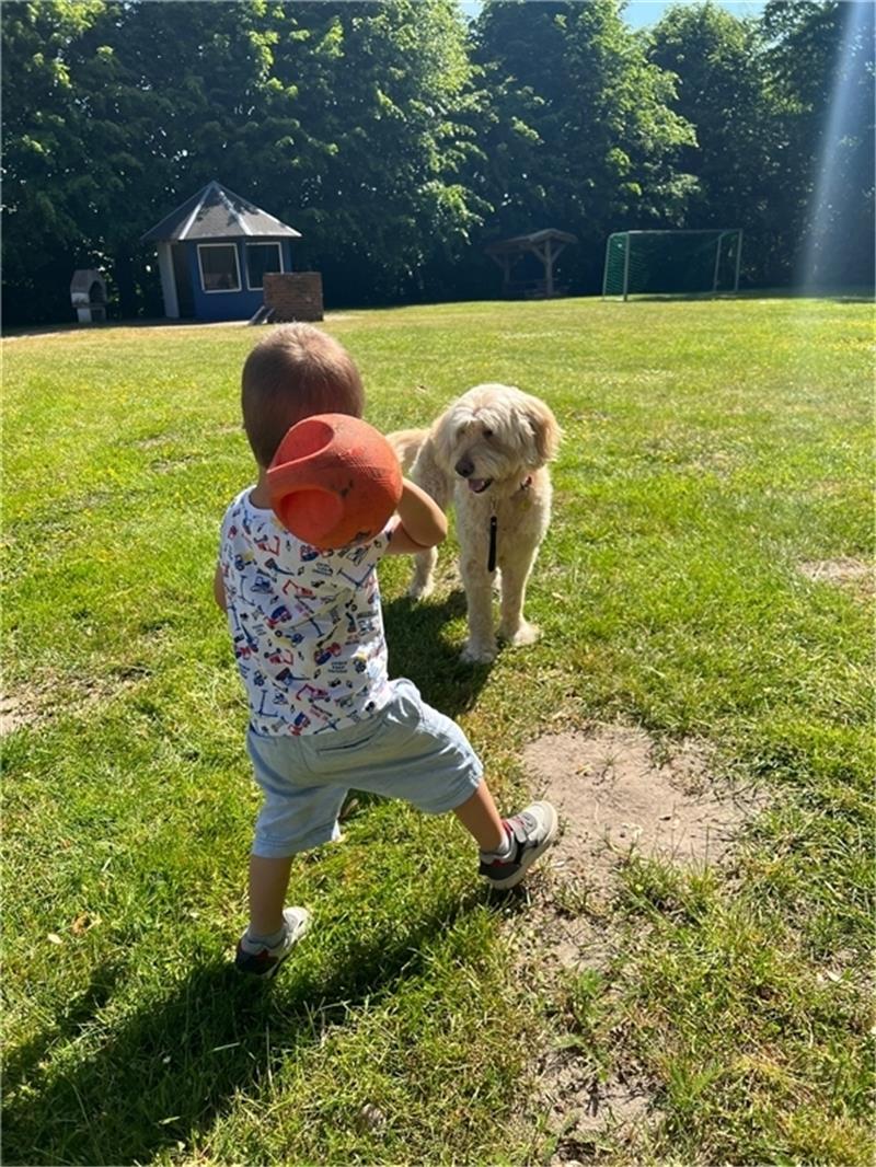 Landkreis Stade setzt auf einen besonderen Mitarbeiter Große Hilfe bei der Arbeit mit Kindern: Goldendoodle Yoshi gehört zum Team des Landkreises Stade. Foto: Landkreis Stade / Nina Dede