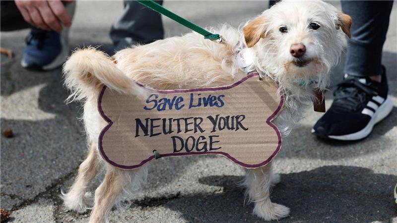 Große Proteste gegen US-Präsident Trump überall in den USA. Olive, ein neun Jahre alter Chihuahua-Pudel-Mix, trägt ein Schild: Rettet Leben, kastriert euren DOGE. DOGE steht für das Department of Government Efficiency, die US-Behörde, die den Staat verschlankt und zehntausende Mitarbeiter bei öffentlichen Stellen entlassen hat.